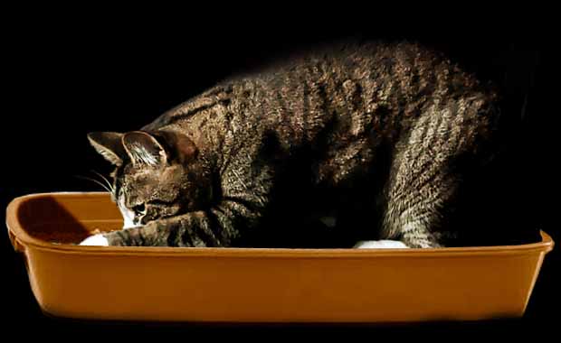 Educhateur France Comportementalistes Specialises Chat