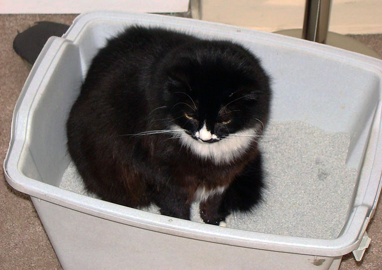 Chat Qui Dort Dans Sa Litière Sale Top 6 des solutions pour empêcher votre chat ou chaton de faire pipi