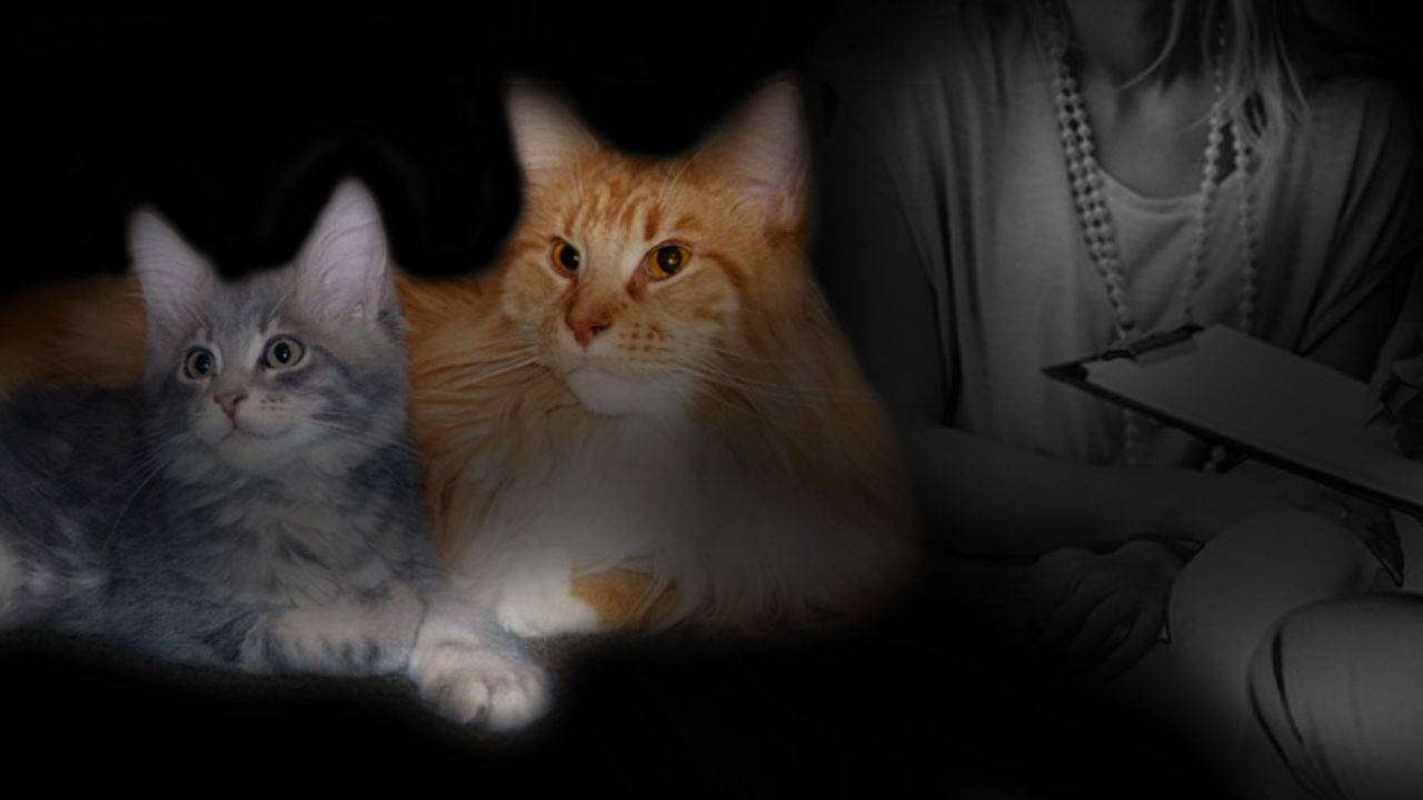 Service De Conseils Personnalises Pour Prevenir Les Problemes De Comportement Des Chats Et Chatons