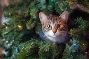 Chat fait tomber sapin de Noël