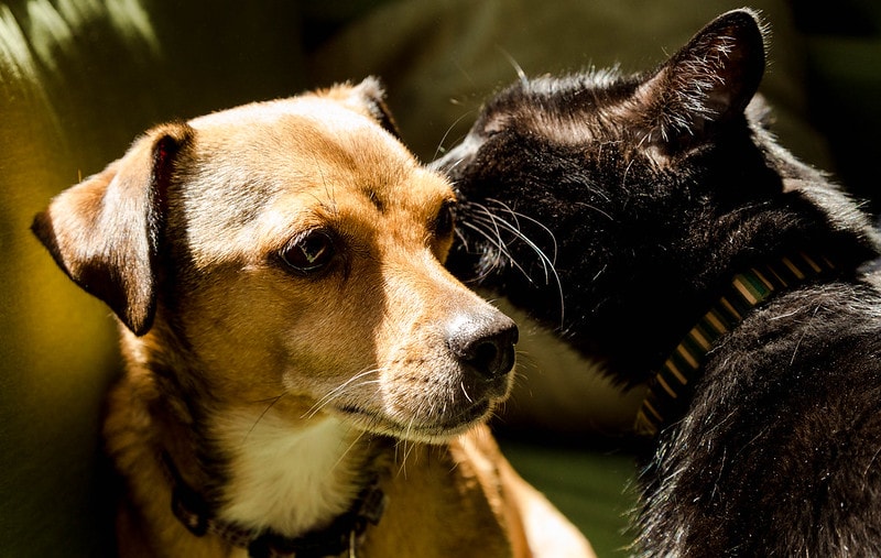 Enigme Vous Entrez Dans Une Piece 2 Chiens