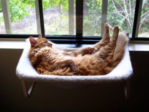 Chat-roux-paresseux-Garfield