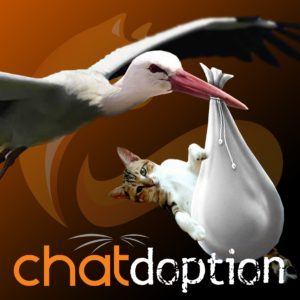 Chat-adoption-chaton