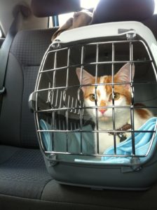 chat-cage-transport